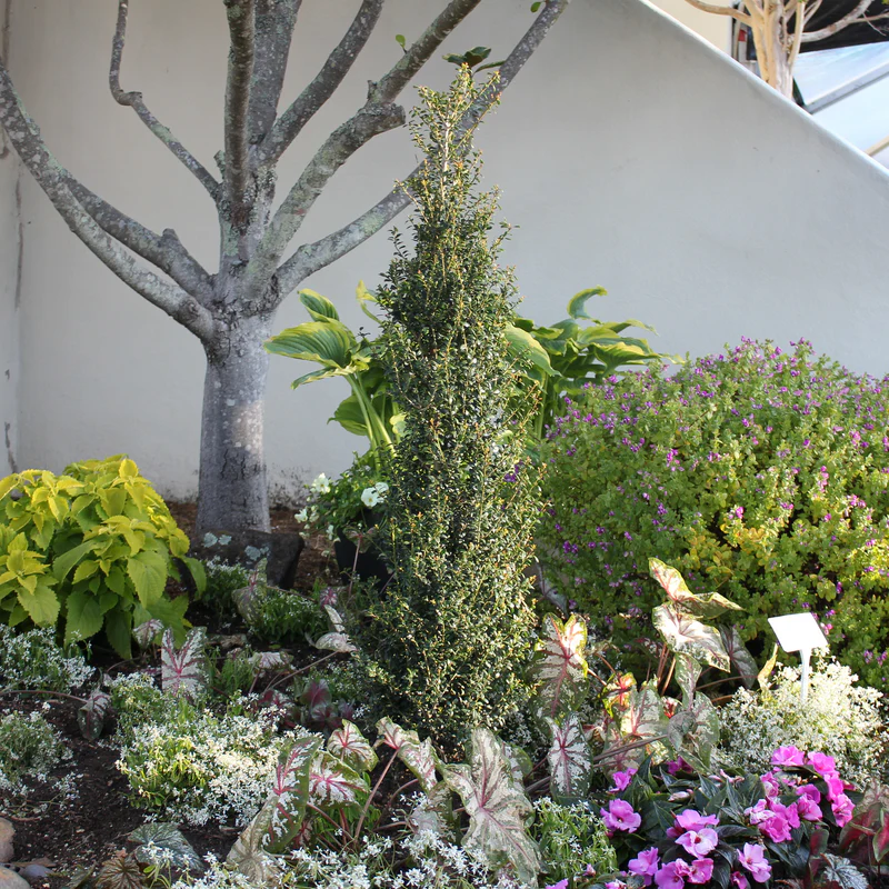 Sky Box® Japanese Holly (Ilex) - Image 2