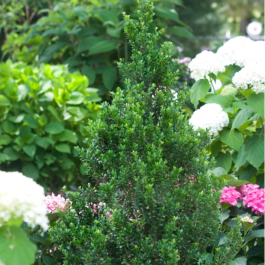 Sky Box® Japanese Holly (Ilex) - Image 3