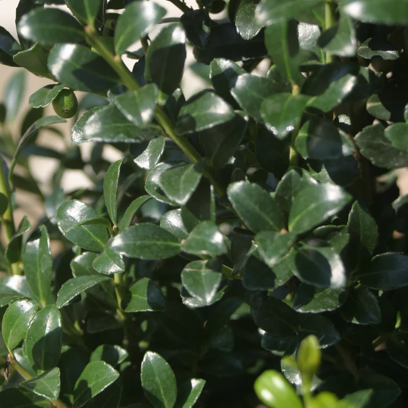 Sky Box® Japanese Holly (Ilex) - Image 4