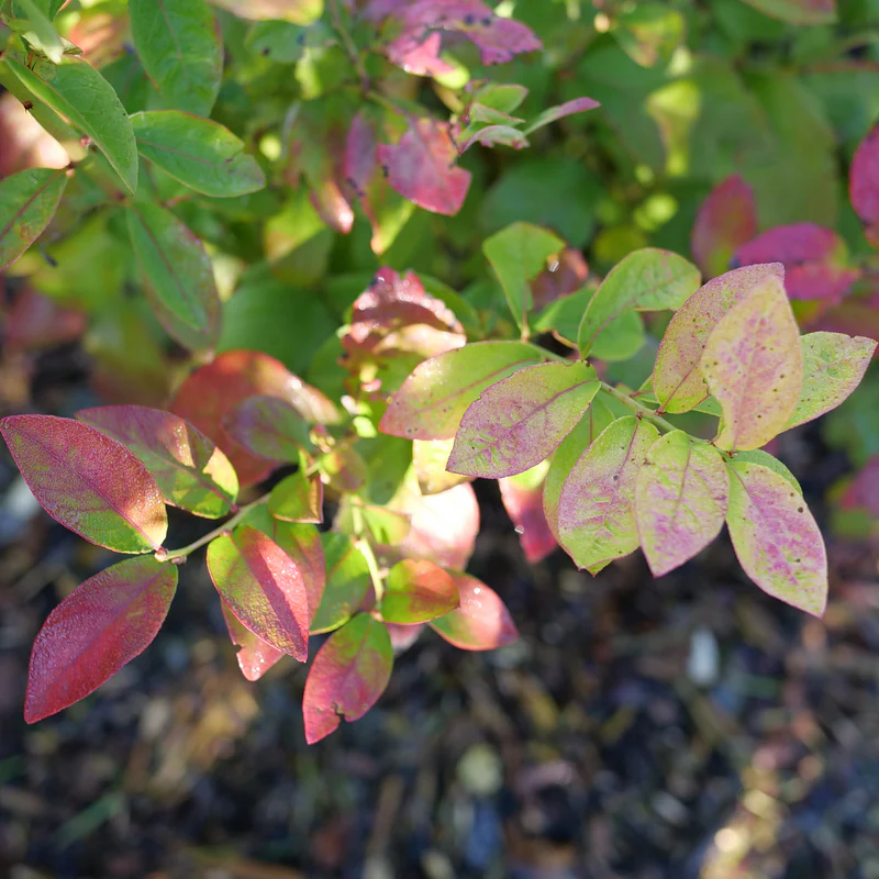 Sky Dew™ Gold Vaccinium - Image 2