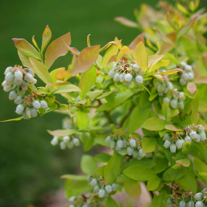Sky Dew™ Gold Vaccinium - Image 3