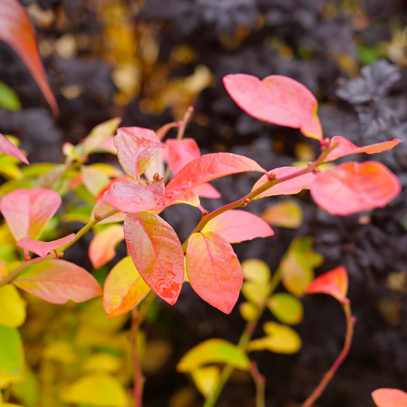 Sky Dew™ Gold Vaccinium - Image 4