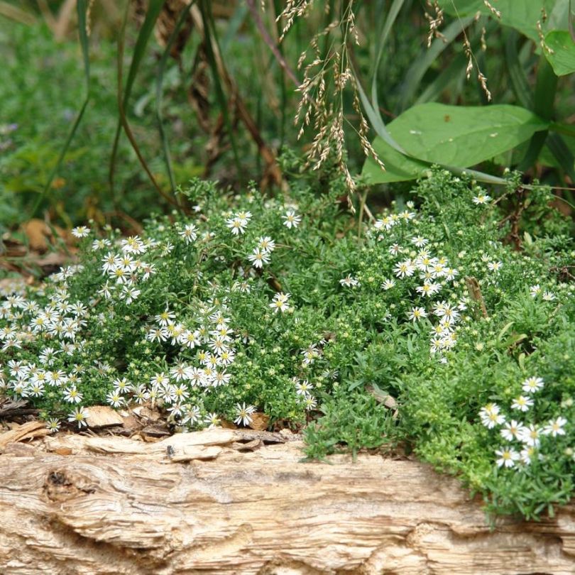 'Snow Flurry' White Heath Aster - Image 2