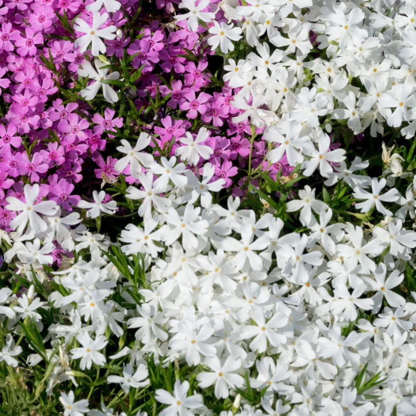 'Snowflake' Creeping Phlox - Image 2
