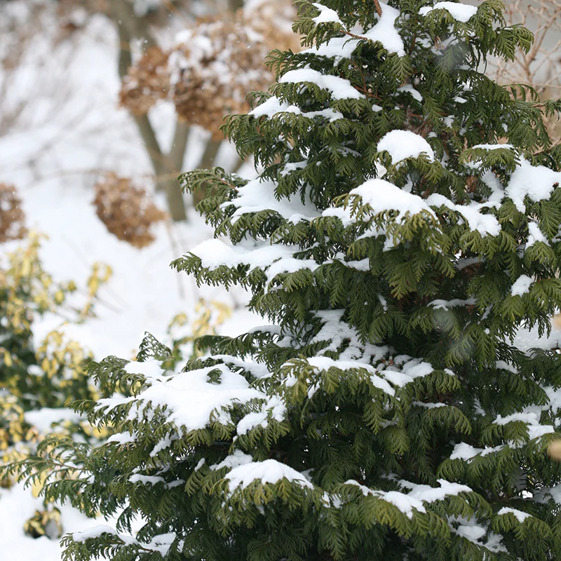 Soft Serve® False Cypress (Chamaecyparis) - Image 4