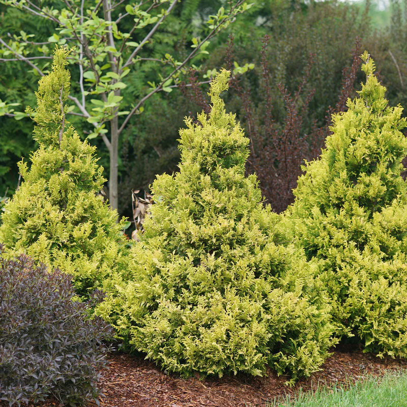 Soft Serve® Gold False Cypress (Chamaecyparis)