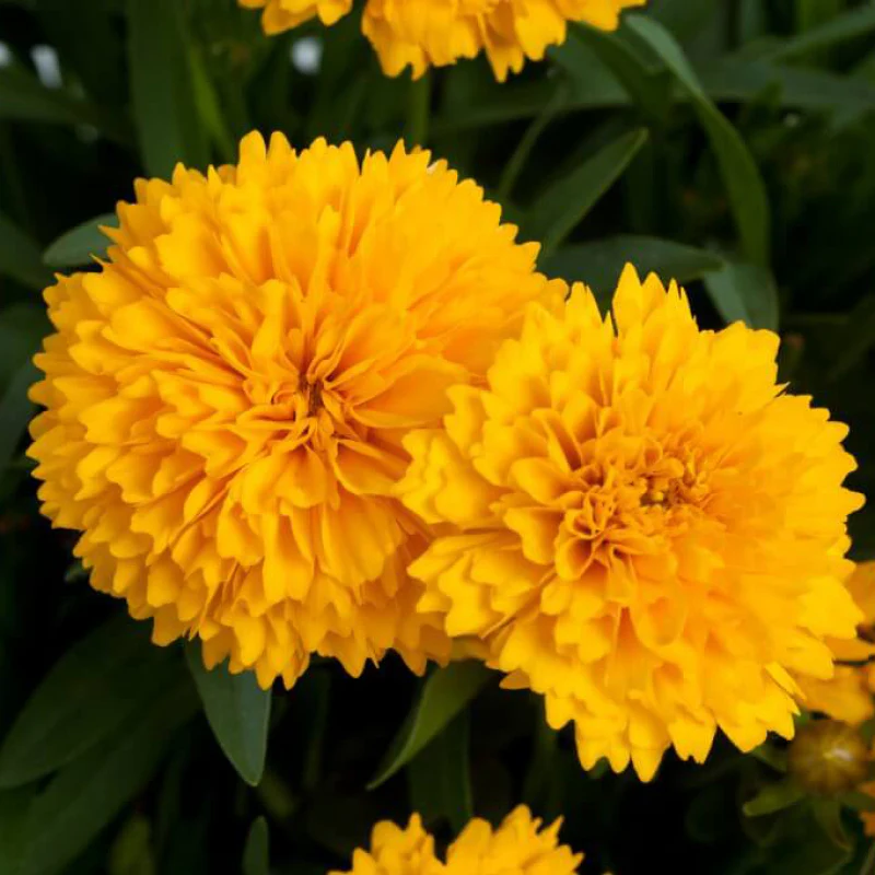 Solanna⢠Golden Sphere Tickseed (Coreopsis)
