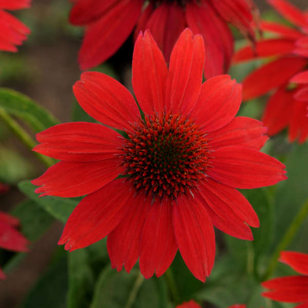 Sombrero® Salsa Red Coneflower (Echinacea)