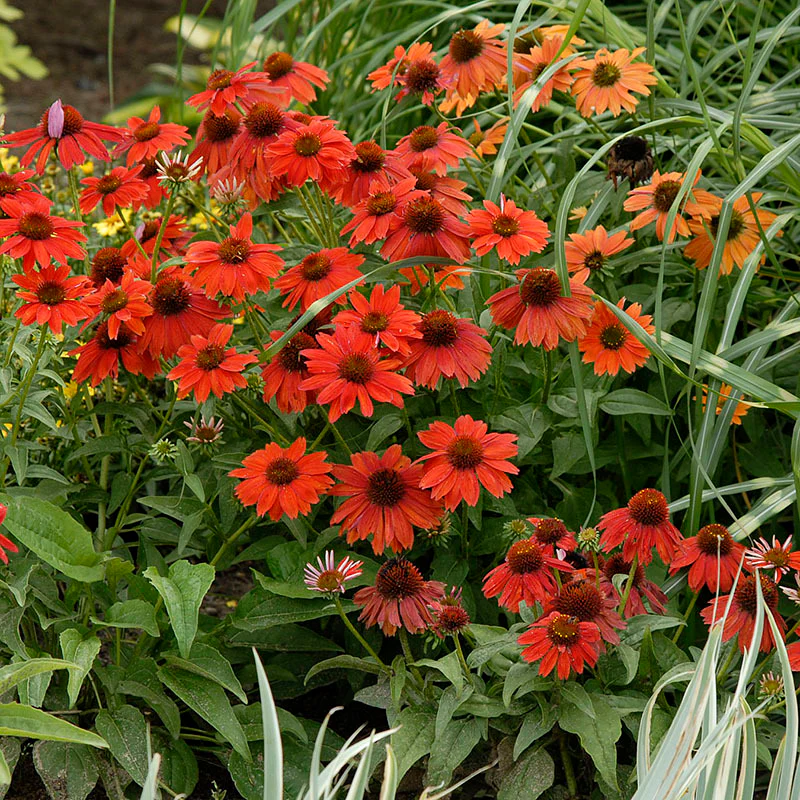 Sombrero® Salsa Red Coneflower (Echinacea) - Image 3