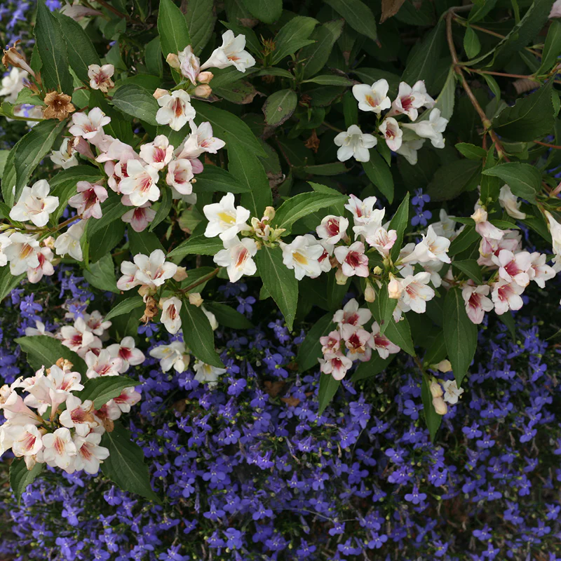 Sonic Bloom® Pearl Weigela - Image 2