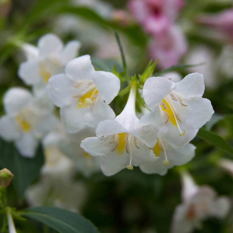 Sonic Bloom® Pearl Weigela - Image 3