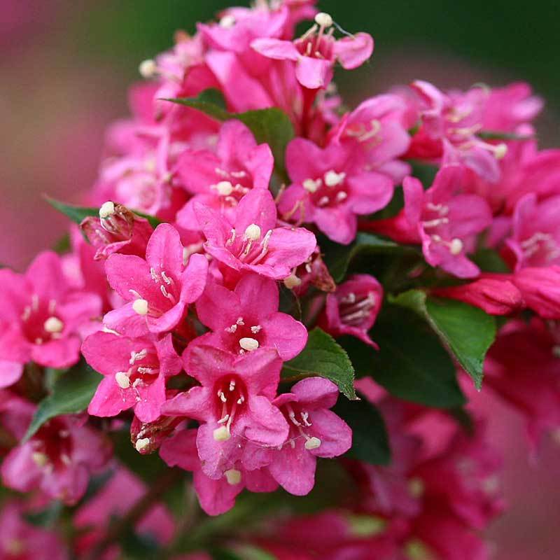 Sonic Bloom® Pink Weigela - Image 5