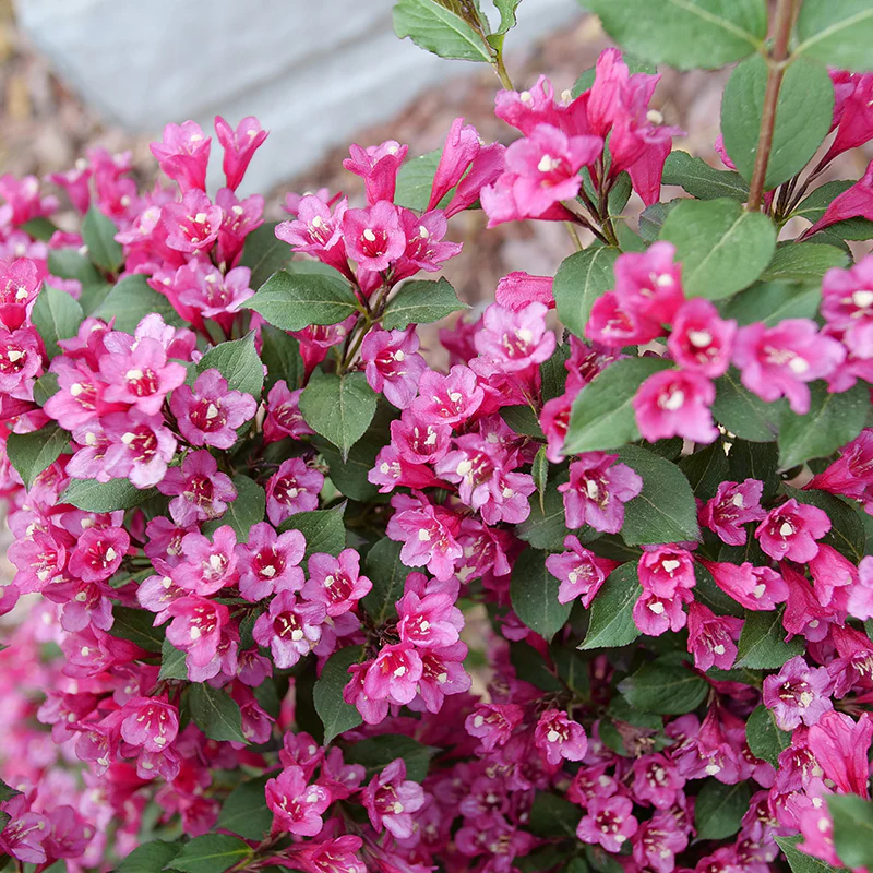Sonic Bloom® Punch Weigela - Image 2