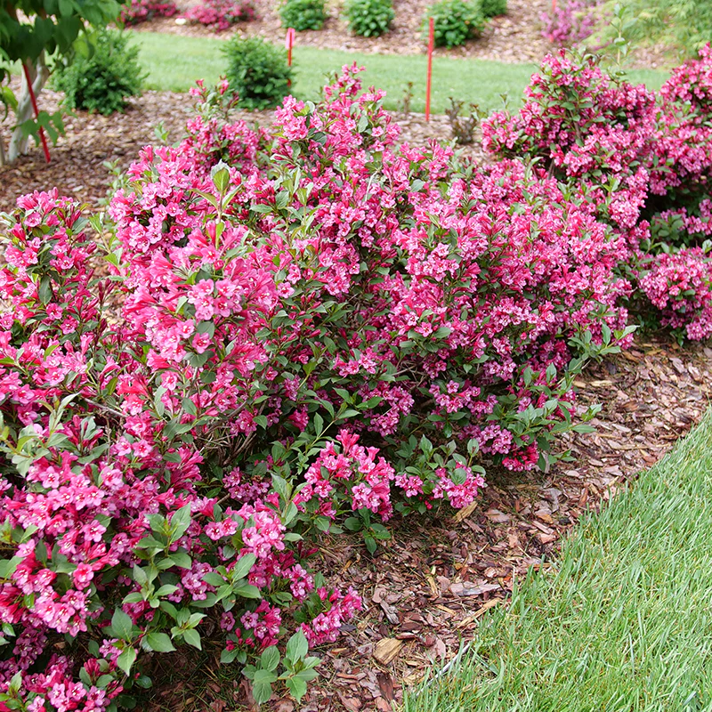Sonic Bloom® Punch Weigela - Image 3
