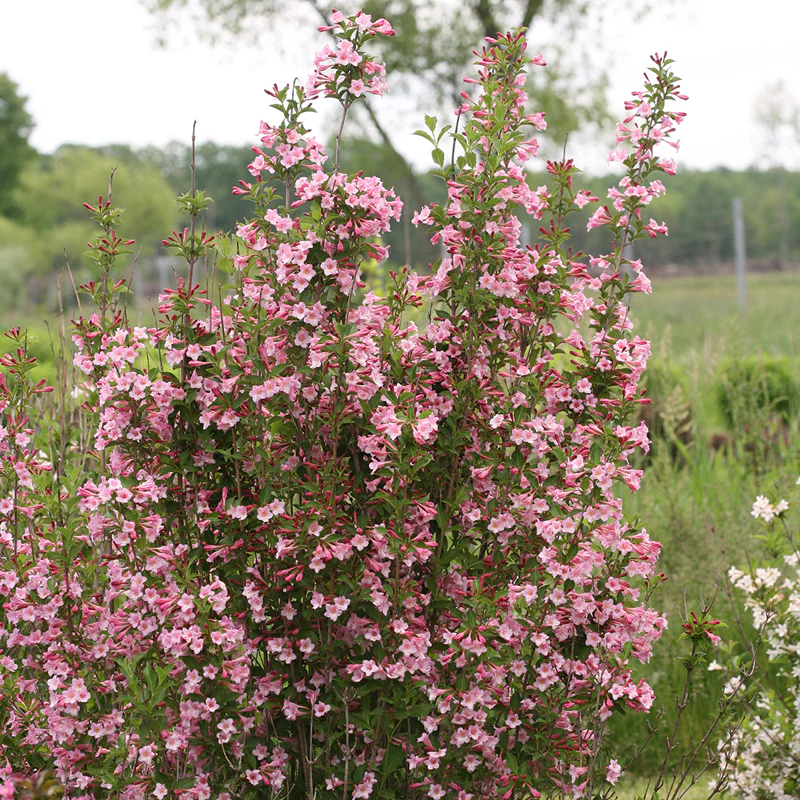 Sonic Bloom® Pure Pink Weigela - Image 2