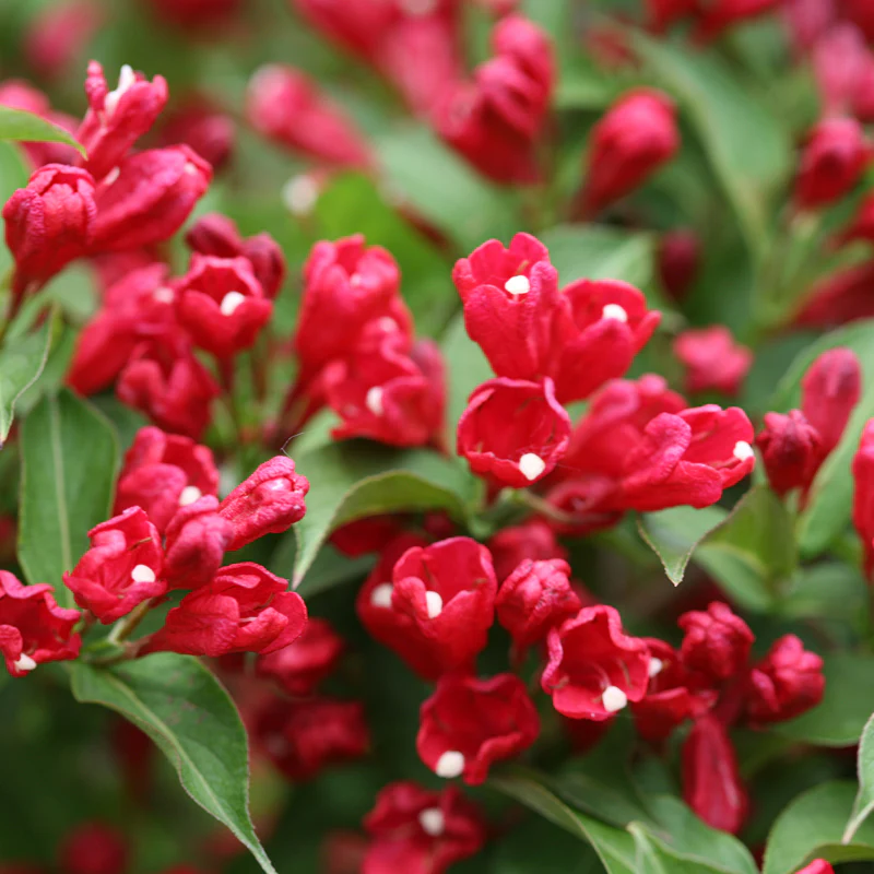Sonic Bloom® Red Weigela - Image 3