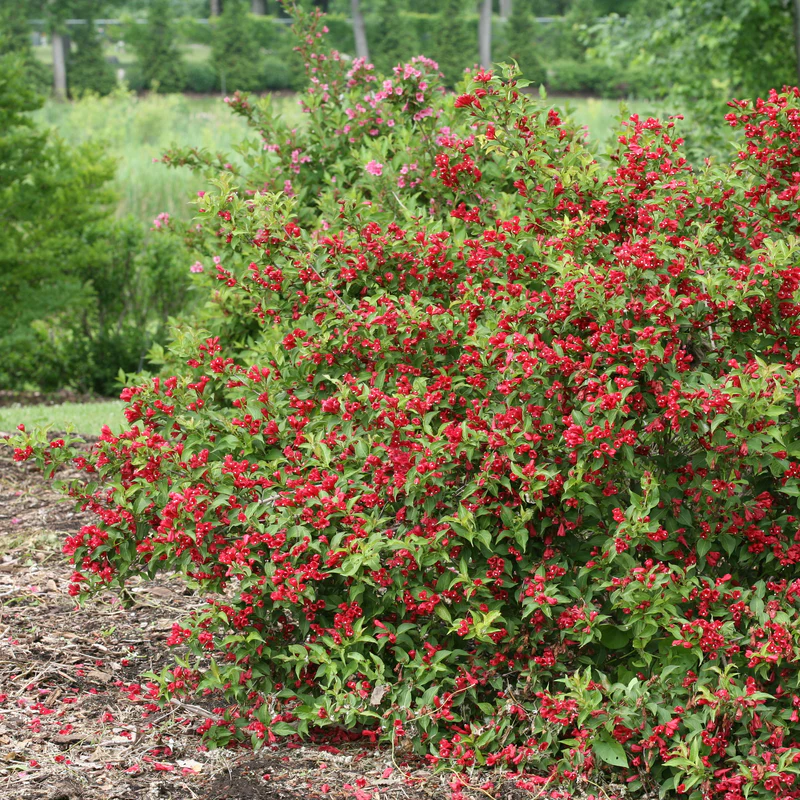 Sonic Bloom® Red Weigela - Image 4