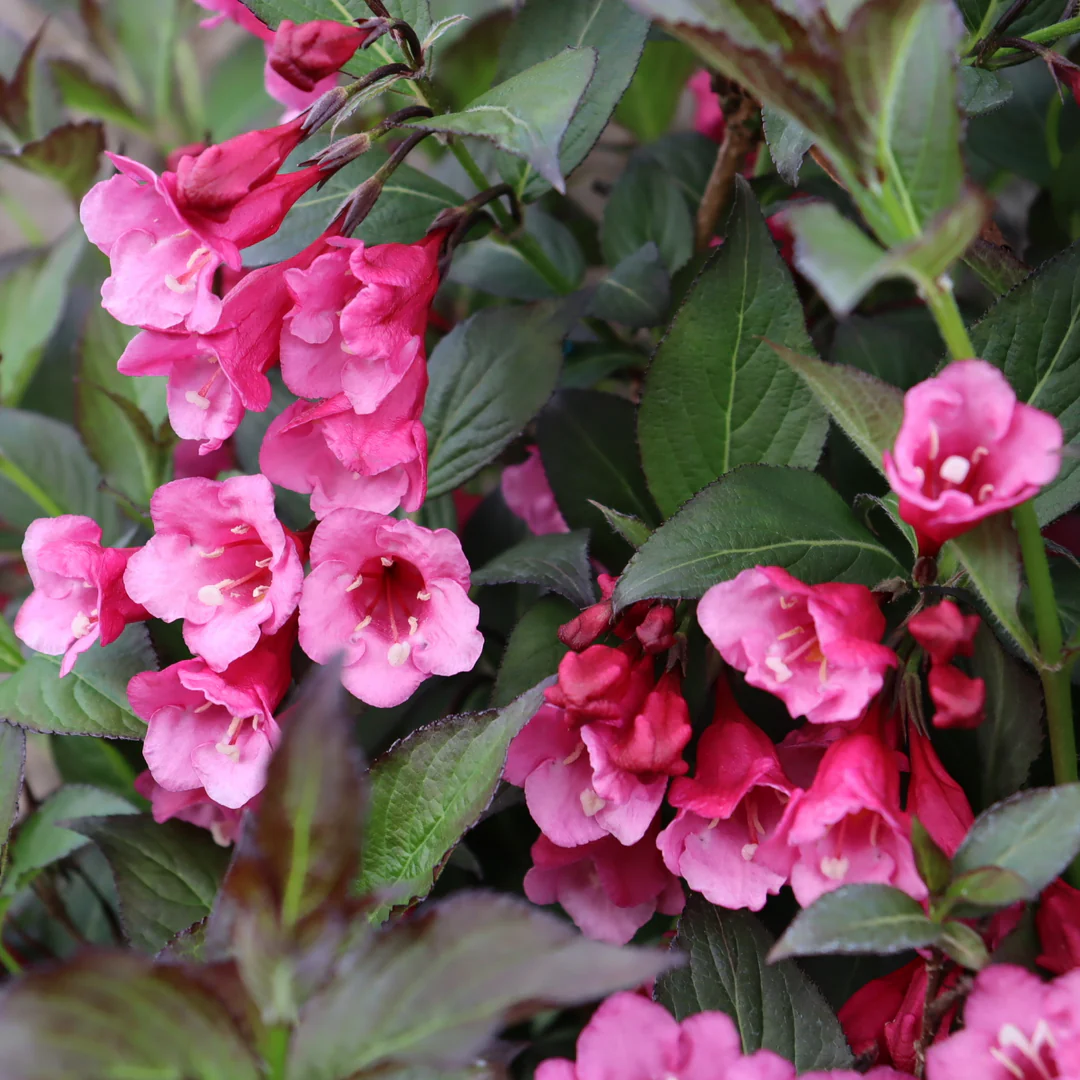 Sonic Bloom® Wine Weigela - Image 2