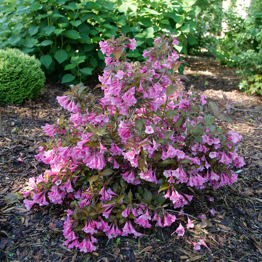 Sonic Bloom® Wine Weigela - Image 3
