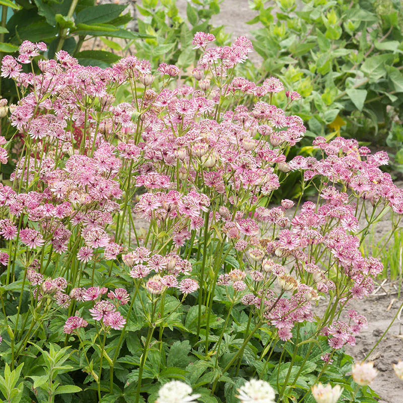 'Sparkling Stars Pink' Masterwort (Astrantia) - Image 2