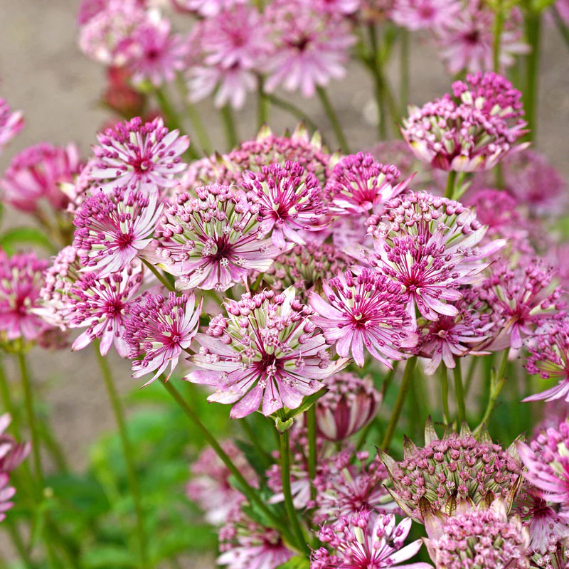 'Sparkling Stars Pink' Masterwort (Astrantia) - Image 3
