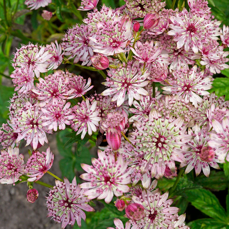 'Sparkling Stars Pink' Masterwort (Astrantia) - Image 4