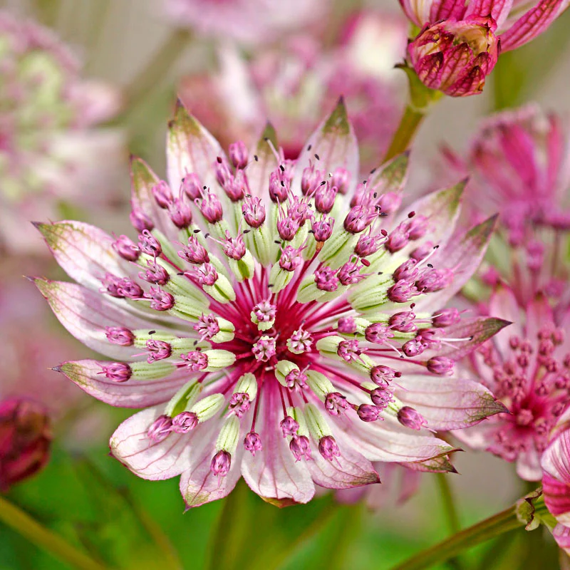 'Sparkling Stars Pink' Masterwort (Astrantia) - Image 5