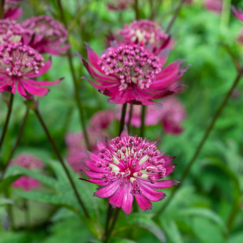 'Sparkling Stars Red' Masterwort - Image 2