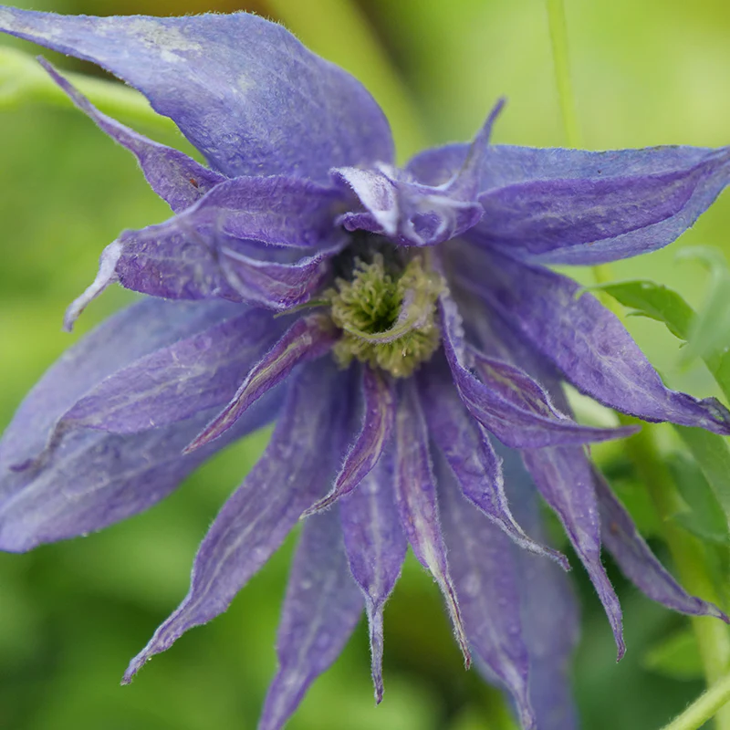 Sparky® Blue Clematis - Image 2