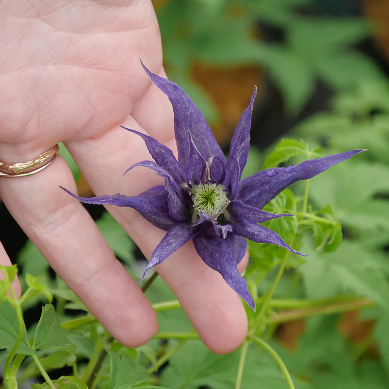Sparky® Blue Clematis - Image 3