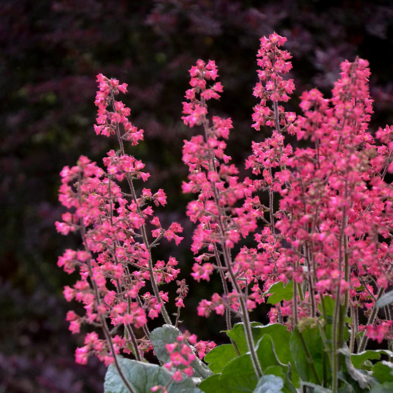 Dolce® 'Spearmint' Coral Bells (Heuchera) - Image 2