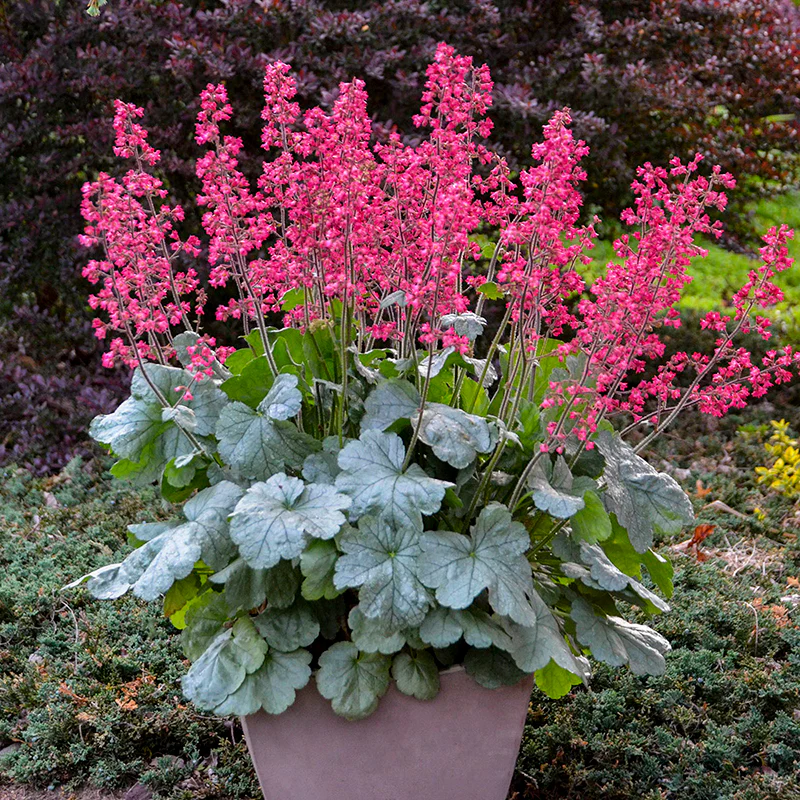 Dolce® 'Spearmint' Coral Bells (Heuchera) - Image 3