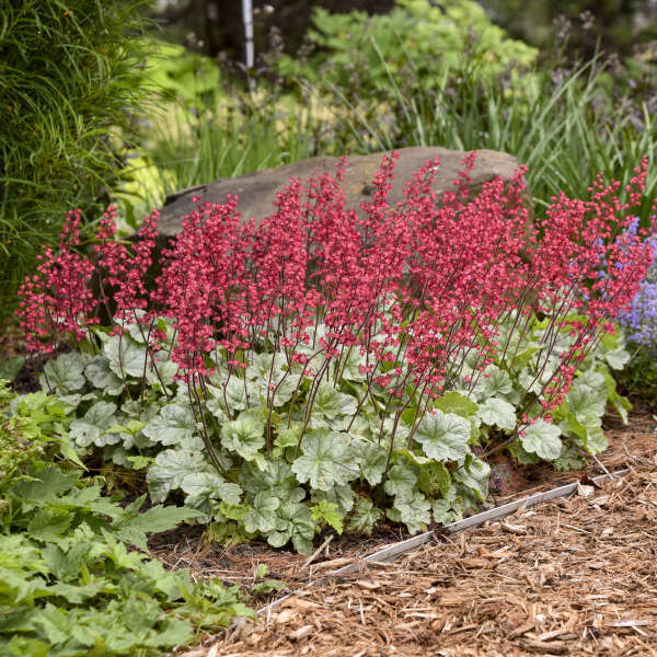 Dolce® 'Spearmint' Coral Bells (Heuchera) - Image 4