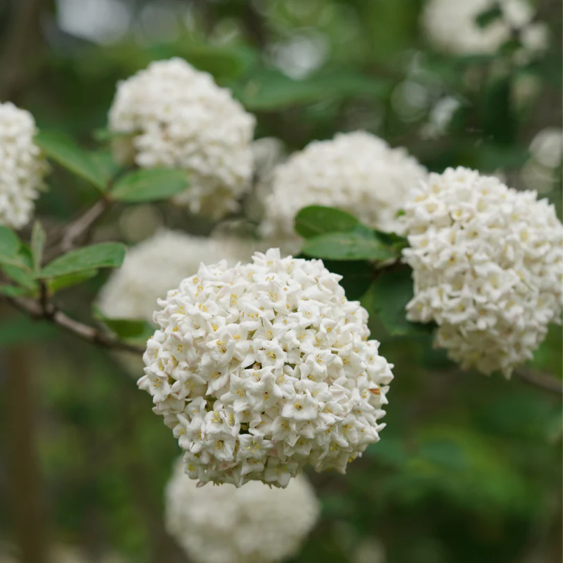 Spice Cowboy™ Koreanspice Viburnum - Image 3