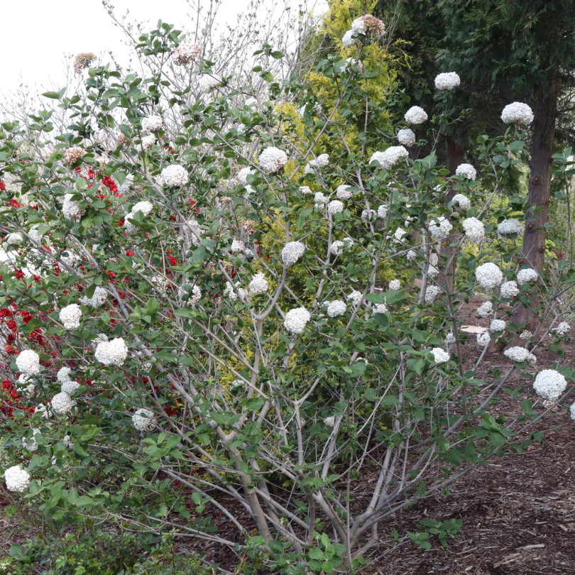 Spice Cowboy™ Koreanspice Viburnum - Image 4