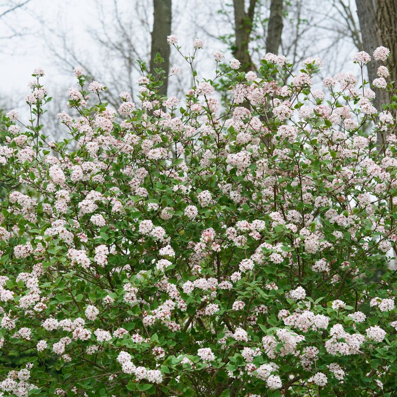 Spice Girl® Koreanspice Viburnum - Image 2