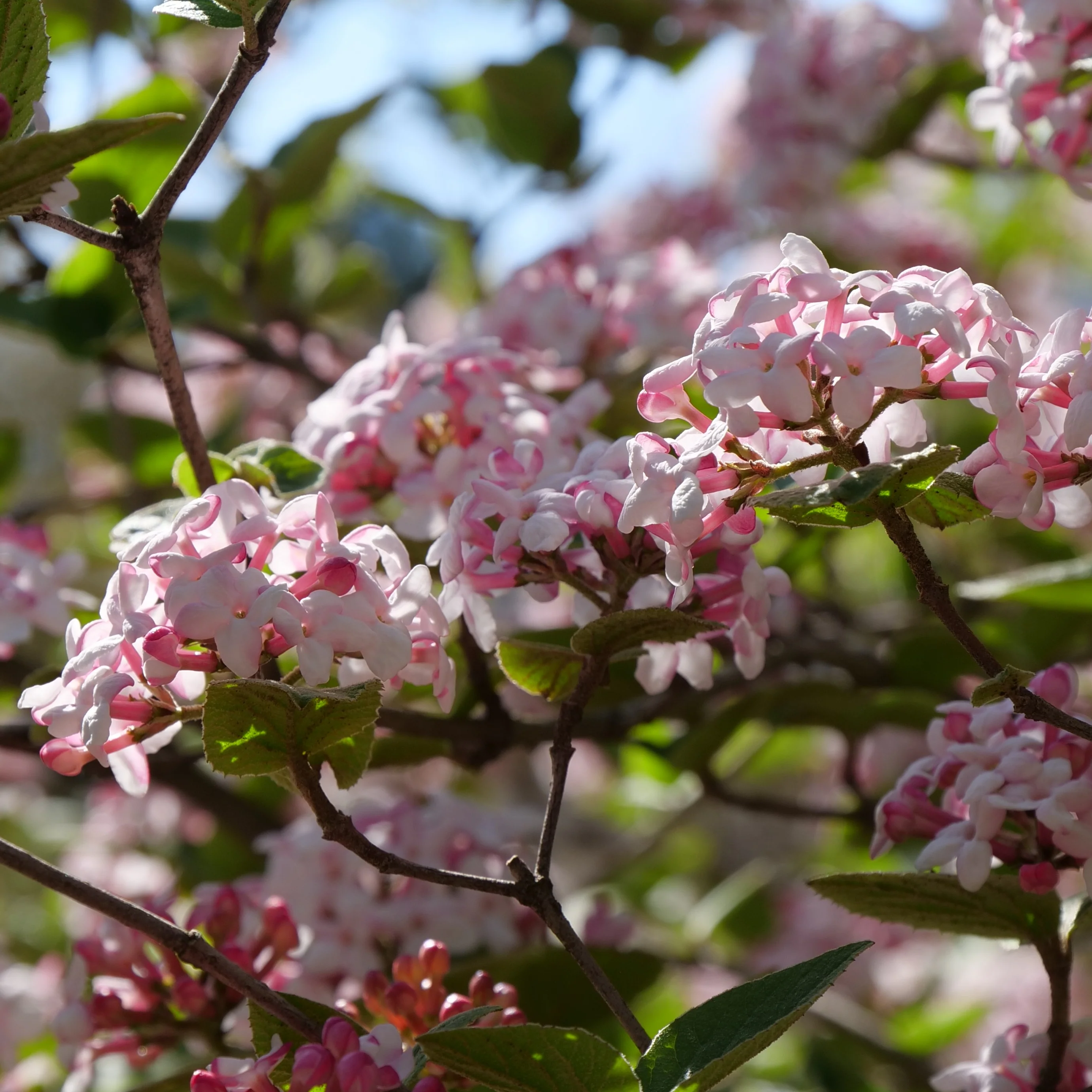 Spice Girl® Koreanspice Viburnum - Image 3