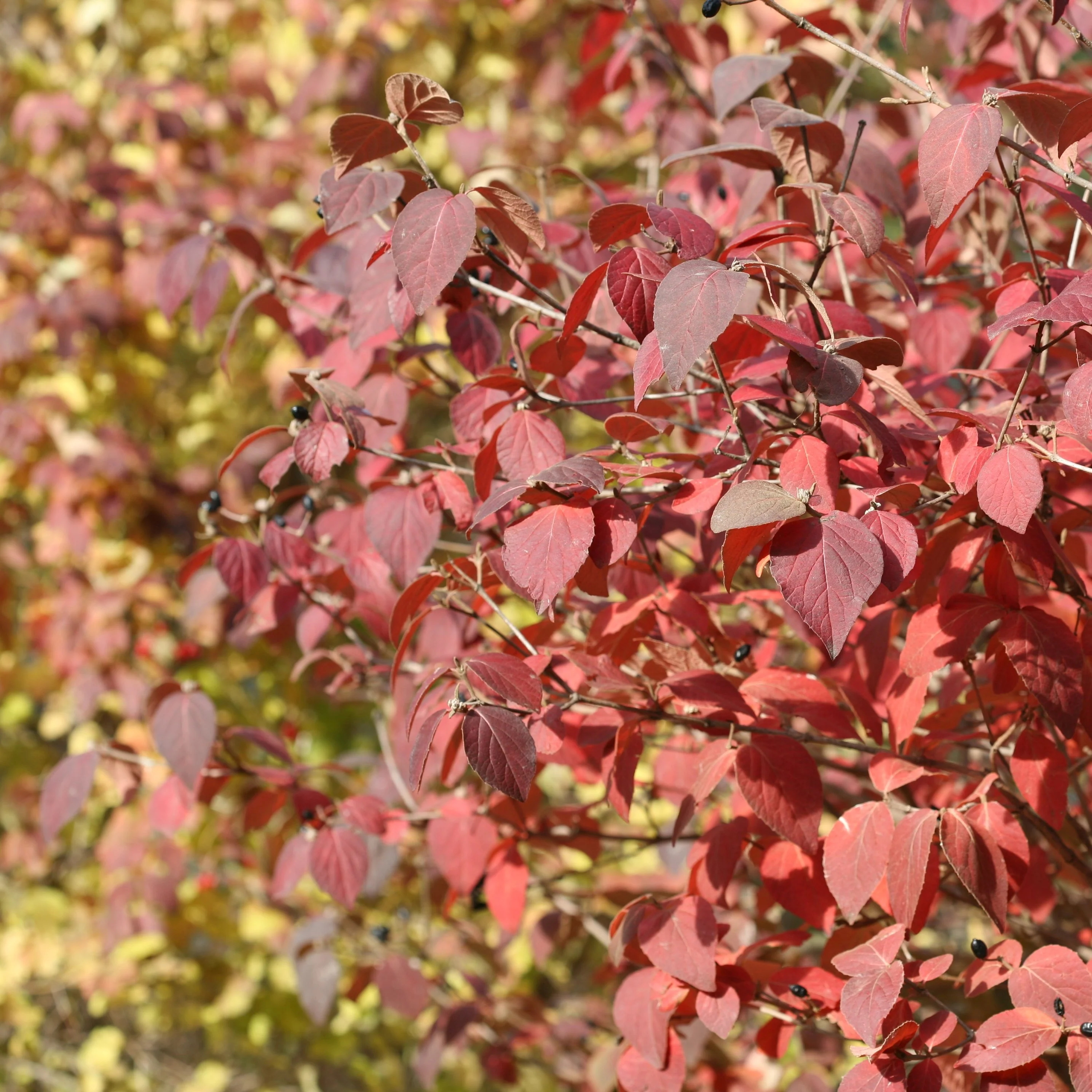 Spice Girl® Koreanspice Viburnum - Image 4