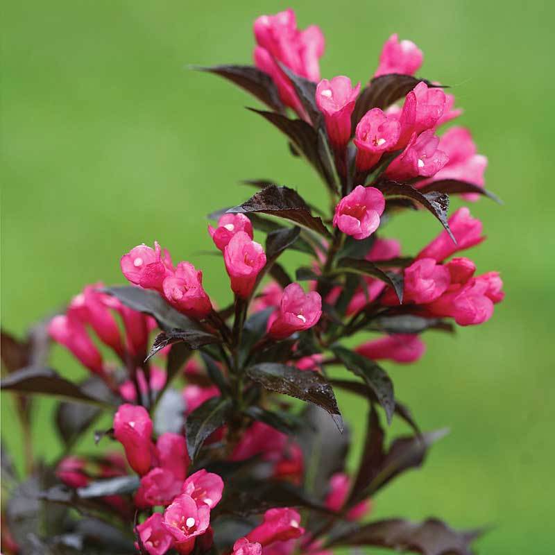 Spilled Wine® Weigela - Image 2