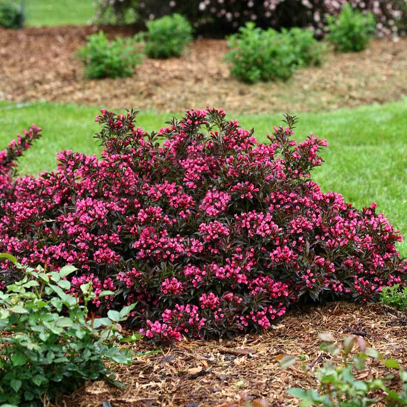 Spilled Wine® Weigela - Image 3