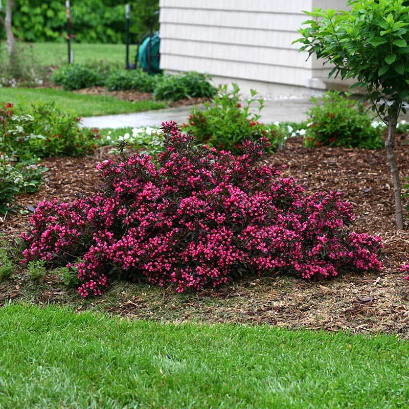 Spilled Wine® Weigela - Image 5