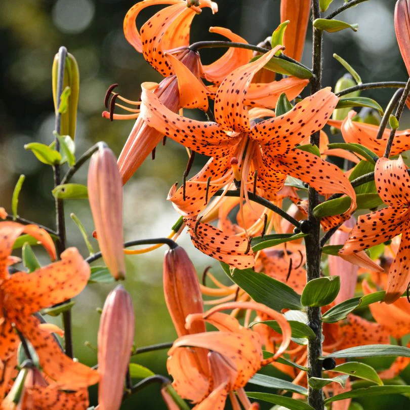 'Splendens' Tiger Lily (Lilium) - Image 2
