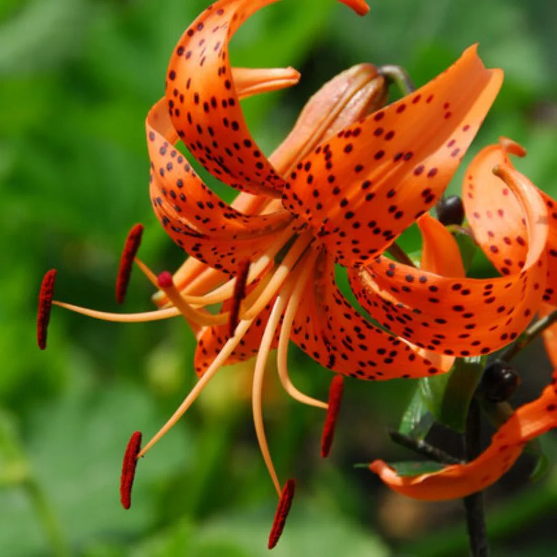 'Splendens' Tiger Lily (Lilium) - Image 3