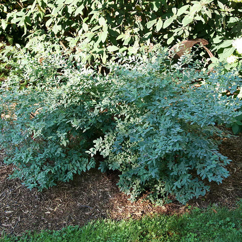 Splendid!™ Blueberry (Vaccinium) - Image 2