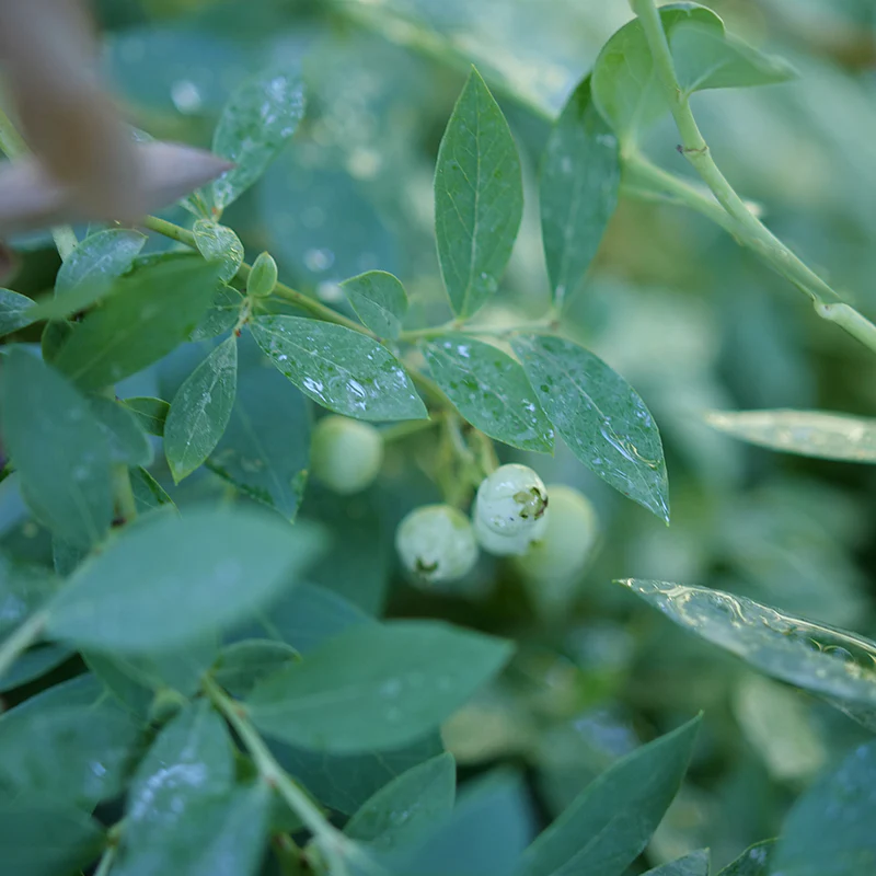 Splendid!™ Blueberry (Vaccinium) - Image 3