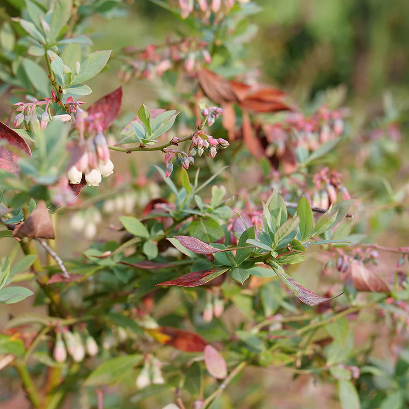 Splendid!™ Blueberry (Vaccinium) - Image 4