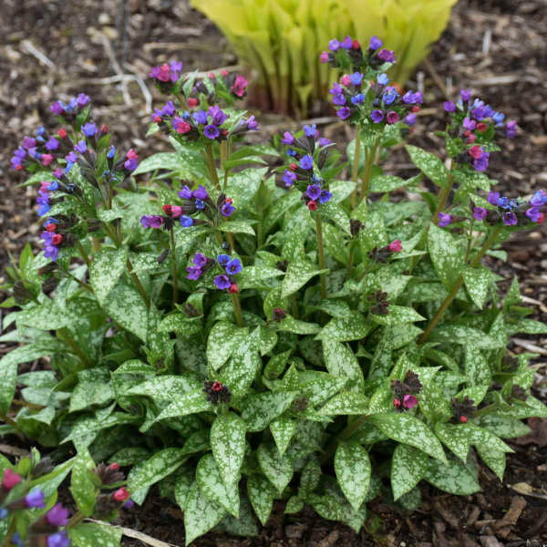 'Spot On' Lungwort (Pulmonaria) - Image 2