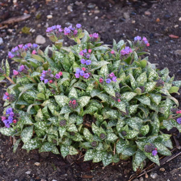 'Spot On' Lungwort (Pulmonaria) - Image 3