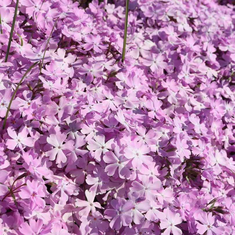 Spring Bling® ‘Pink Sparkles’ Hybrid Creeping Phlox - Image 2