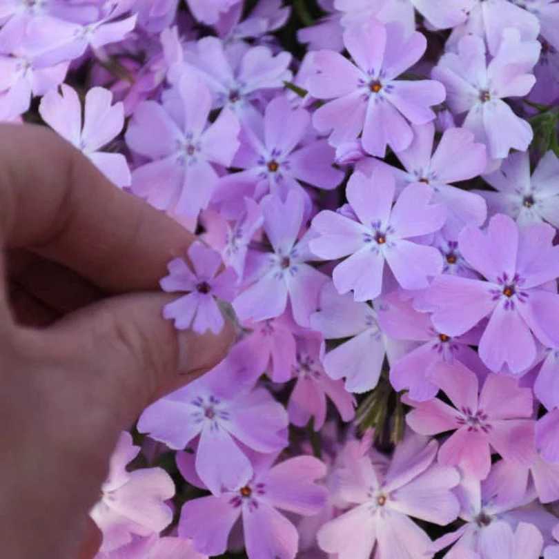 Spring Bling® ‘Pink Sparkles’ Hybrid Creeping Phlox - Image 4